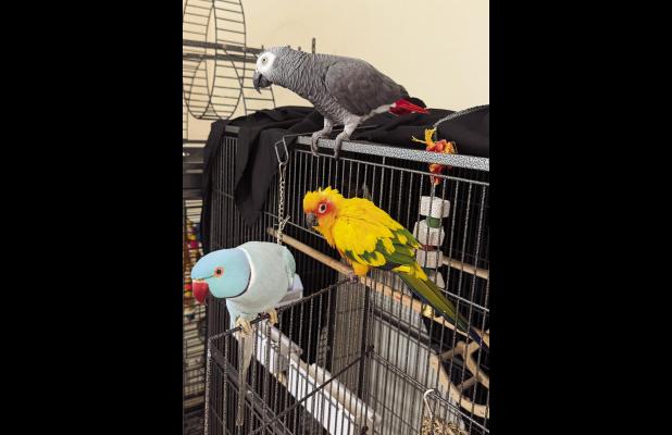 The Three Amigos: (from bottom to top) Sam, the Indian Ring Neck, and Skittles, the colorful Sun Conure, are happy to have their friend Theodore back in the friendly confines of the Gauthier home in Hester. Theo recently flew the coop and spent eight days