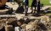 Lutcher Town workers bust up and dig up a section of Lionel Washington Street in order to reach a small puppy that managed to fall in a Town sewer clean-out pipe. Thankfully the dog was rescued, was uninjured, and only needed a good bath.
