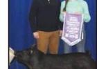 Reserve champion Overall Breeding Gilt. Article Image Alt Text