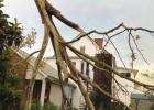 A tree snapped in half and stuck in the ground in the back yard of the News Examiner-Enterprise. Ida Tears Through And Tears Up St. James Parish