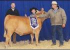 Grand Champion Steer. Article Image Alt Text
