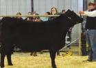 St. James 4-H Members Shine At Parish Livestock Show