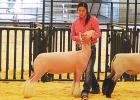 St. James 4-H Livestock Show 2020