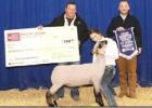 Champion Overall Lamb Showman. Article Image Alt Text