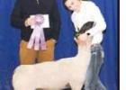 Grand Champion Commercial Lamb. Article Image Alt Text