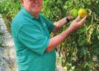 Fernand Rome shows off a bunch of homegrown tomatoes from his greenhouse garden in Convent. Need Homegrown Tomatoes? Look No Further Than River Road’s Rome Family