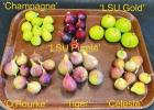 Photo by Bob Mirabello, Instructor, LSU School of Plant, Environmental, and Soil Sciences Ready, Set, Grow! July 21, 2022 Figs