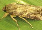 Figure 2. Fall armyworm adult moth Send In The Troops: Armyworms Are Here