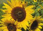 Sunflowers Always Face The Sun