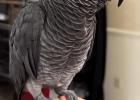 Theo strikes a pose after returning home from what may be the most nerve-racking “vacation” ever attempted by a parrot from Hester Heights.