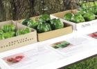 St. James LSU AgCenter Tomato Field Day