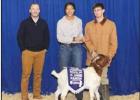 Champion Boer Goat. Article Image Alt Text