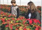 St. James FFA Poinsettia Sale
