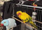 The Three Amigos: (from bottom to top) Sam, the Indian Ring Neck, and Skittles, the colorful Sun Conure, are happy to have their friend Theodore back in the friendly confines of the Gauthier home in Hester. Theo recently flew the coop and spent eight days