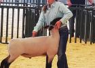 St. James 4-H Livestock Show 2020