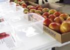 St. James LSU AgCenter Tomato Field Day