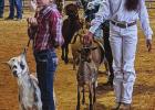 St. James 4-H Takes The Show At 84th Annual Southeast District Livestock Show!