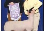 Reserve Champion Market Lamb. Article Image Alt Text