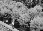 A mass planting of Sunshine Ligustrum can provide a pop of bright yellow color in the landscape. Photo by Randy LaBauve/LSU AgCenter Brighten Your Garden With