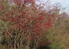 Ready, Set, Grow - Deciduous Holly