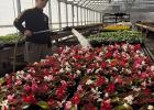 A St. James High/FFA student waters some of the plants that will be on sale at this week’s Annual Spring Plant Sale. The plant sale will be held March 19th–21st. A St. James High/FFA student waters some of the plants that will be on sale at this week’s Annual Spring Plant Sale. The plant sale will be held March 19th–21st.