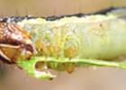 Figure 1. Fall armyworm larvae Send In The Troops: Armyworms Are Here