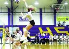Lady ‘Dogs Split Pair Of Games 