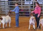 St. James 4-H Takes The Show At 84th Annual Southeast District Livestock Show!