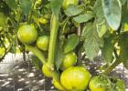 St. James Spring Vegetable Garden Contest