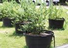 Containers: An Easy Solution To Many Gardening Conundrums