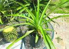 From The Grocery Store To The Garden: A Guide To Homegrown Pineapples
