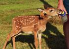 Meet Molasses - St. James Parish Boat Club’s Newest And Sweetest Resident