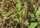Figure 3. Fall armyworm turfgrass injury Send In The Troops: Armyworms Are Here