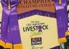 St. James 4-H Livestock Show 2020