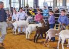 St. James 4-H Takes The Show At 84th Annual Southeast District Livestock Show!
