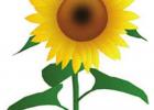Sunflowers Always Face The Sun