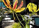 Norma & Mark Louque Awarded Garden Of The Month For August