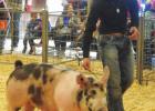 St. James 4-H Members Shine At Parish Livestock Show