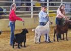 St. James 4-H Takes The Show At 84th Annual Southeast District Livestock Show!