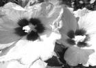 Aphrodite althea is a Louisiana Super Plant and a member of the hibiscus family. LSU AgCenter file photo by Allen Owings Live Each Day Like A Hibiscus