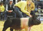 St. James 4-H Members Shine At Parish Livestock Show