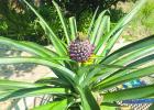 From The Grocery Store To The Garden: A Guide To Homegrown Pineapples