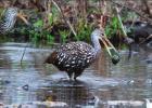 Could One Nonindigenous Species Help Reduce Population Of Another?