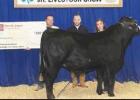 Overall Champion Beef Showman. Article Image Alt Text