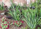 Charmaine Ordeneaux Named March Riverside Garden Of The Month