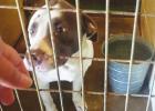 Activists Hope To Form Local Humane Organization In SJP;