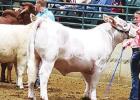 St. James 4-H Livestock Show 2020