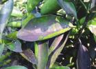 Whiteflies and Sooty Mold on Citrus Ready, Set, Grow