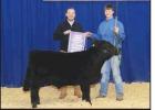 Overall Reserve Champion Beef Male. Article Image Alt Text