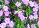 Joy And Troy Labat Awarded Garden Of The Month For Sept.